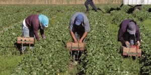 MERCURI: BOLLINO CONTRO CAPORALATO SOLO ALLO 0,1% DELLE IMPRESE, COINVOLGERE TUTTA LA FILIERA